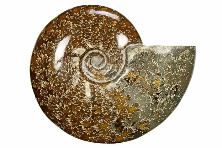 Polished Cretaceous Ammonite (Cleoniceras) Fossil - Madagascar #317871